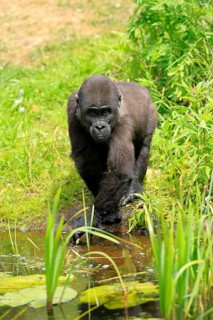 Western gorilla (Gorilla gorilla), young animal, at the water, splashing, playing, discovering