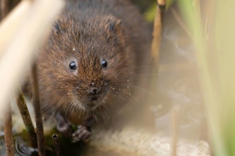 Water vole (Arvicola amphibius) adult rodent animal amongst reeds in a pond in summer, RSPB