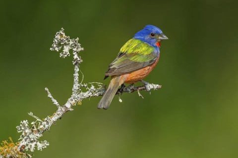 Painted Bunting (Passerina ciris) male perched on a branch, Texas, USA
