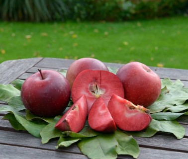 Apple (Malus domestica 'Baya Marisa'),  Germany