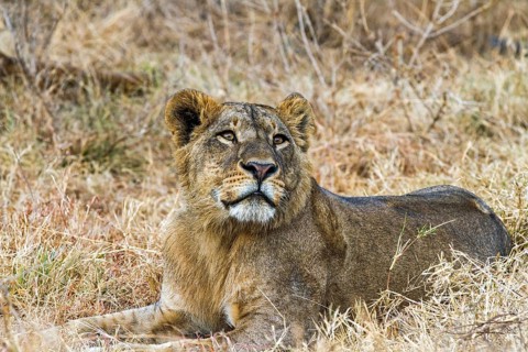 Lioness (Panthera leo), South Africa