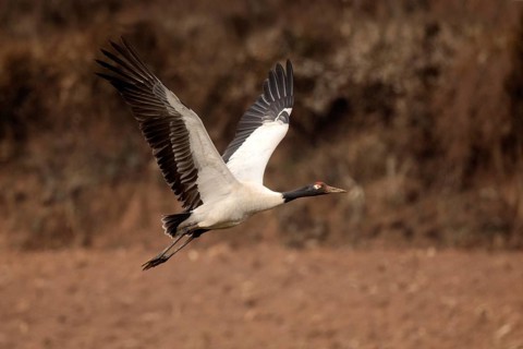 Black-necked Crane (Grus nigricollis) flying, Yunnan, China