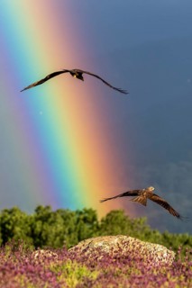 Black Kite (Milvus migrans) flying, Madrid, Spain