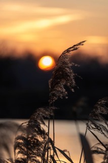 Sunset behind reeds at the lake, warm orange light and silver silhouettes, Germany