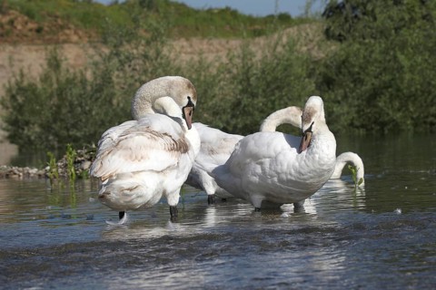 Mute swan (Cygnus olor) Feather care in the shallow water of a gravel pit, Allgäu, Bavaria,