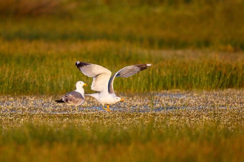 Yellow-legged Gull (Larus michahellis) flying, Greece