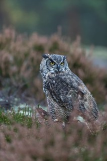 One adult Great horned owl (Bubo virginianus) sitting on the ground between heather. A forest in