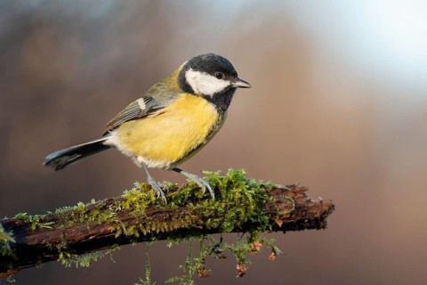 Great Tit (Parus major), Lower Saxony, Germany