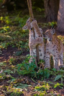 Two young Eurasian lynx, (Lynx lynx), play with a young tree at a forest edge