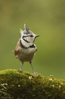 European Crested Tit (Lophophanes cristatus), Utrecht, Netherlands