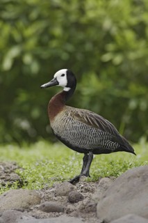 White-faced Whistling Duck (Dendrocygna viduata), Hawaii, USA