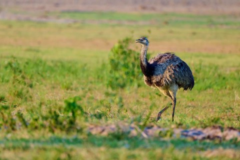 A Nandu walks through a meadow surrounded by natural grassland and green background, Nandu (Rhea