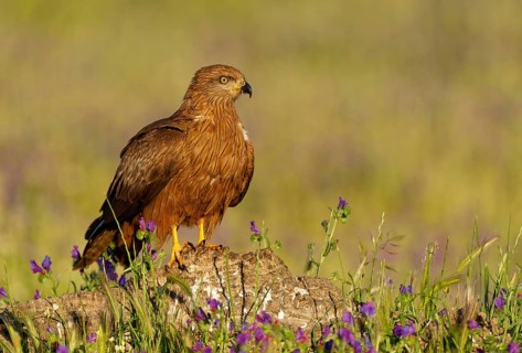 Young black kite (Milvus migrans) in a flower meadow, Castilla-La Mancha, Spain