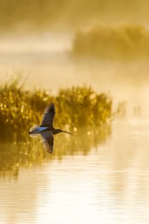 Eurasian Curlew, Numenius arquata, birds in flight over marshes at sunrise