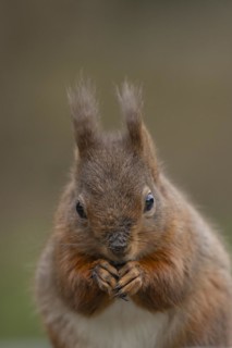 Red squirrel (Sciurus vulgaris) adult animal feeding on a nut, Yorkshire, England, United Kingdom