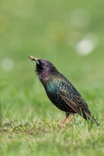 Common Starling (Sturnus vulgaris) male with food gift in beak for female, Bavaria, Germany