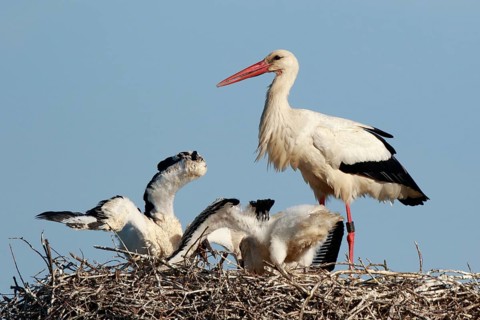 White Stork (Ciconia ciconia) with chicks in nest, North Rhine-Westphalia, Germany