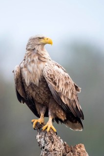 White-tailed Eagle (Haliaeetus albicilla) perched on stump, Romania