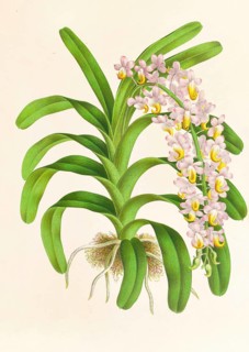 Orchid, Aerides Reichenbach, authentic reproduction of an illustration by Jean Jules Linden (1817 -