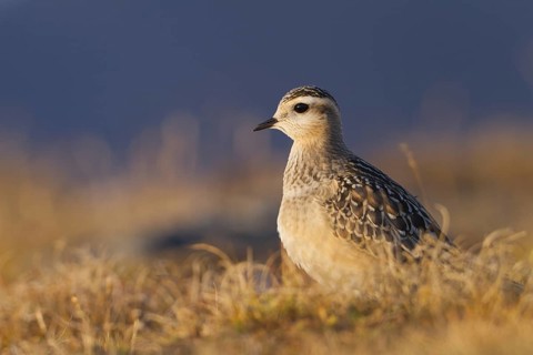 Eurasian Dotterel (Charadrius morinellus), Grisons, Switzerland