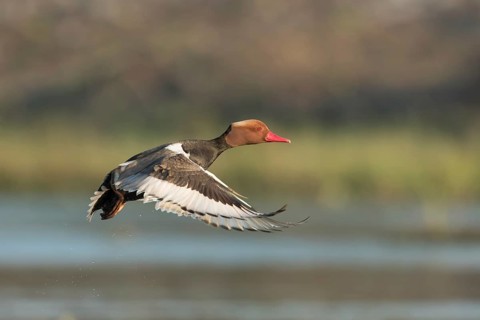 Red-crested Pochard (Netta rufina) male flying, West Bengal, India