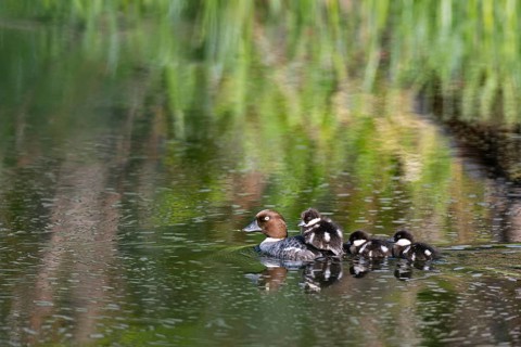 Common goldeneye (Bucephala clangula), female with three chicks swimming on a river, Sanginjoki
