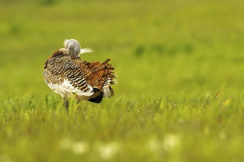 Great Bustard (Otis tarda) male, Castile-La Mancha, Spain