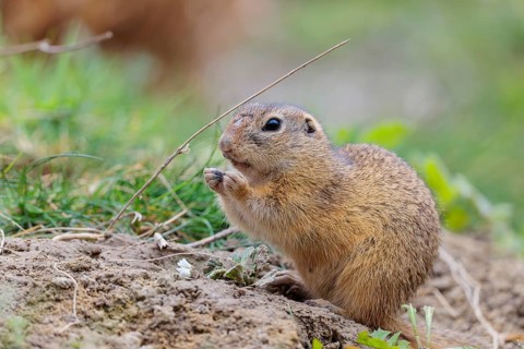An adult ground squirrel (Spermophilus citellus) is eating leaves and flowers on bare ground in a