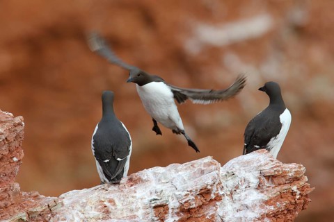 Common Murre (Uria aalge) landing, Schleswig-Holstein, Germany