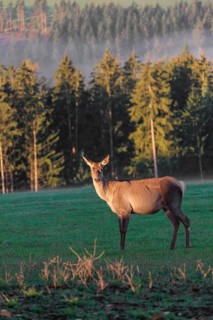 An Altai maral hind Altai wapiti or Altai elk (Cervus canadensis sibiricus) stands partially lit by