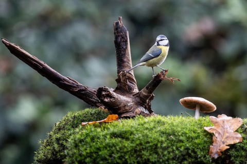 Blue tit (Parus caerulea), Emsland, Lower Saxony, Germany
