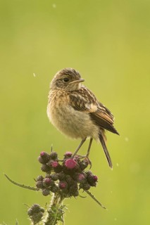 European Stonechat (Saxicola rubicola) juvenile, Bavaria, Germany