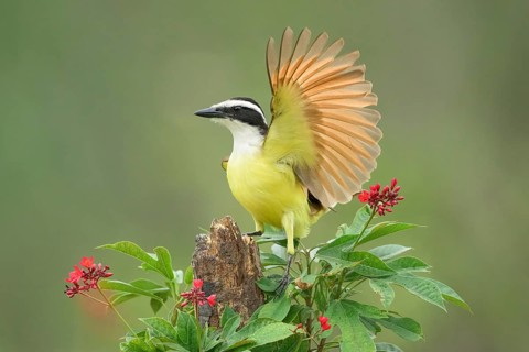 Great Kiskadee (Pitangus sulphuratus) perched on a branch, Texas, USA
