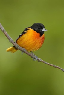 Baltimore Oriole (Icterus galbula), Ohio, USA