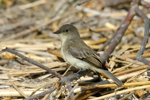 Eastern Phoebe Sayornis phoebe St. Ambroise Provincial Park, Manitoba, Canada 22 August Immature