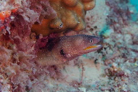 Yellow-mouthed moray eel (Gymnothorax nudivomer)