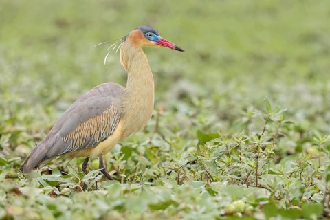 Whistling Heron (Syrigma sibilatrix) feeding in a marsh in the Pantanal of Brazil
