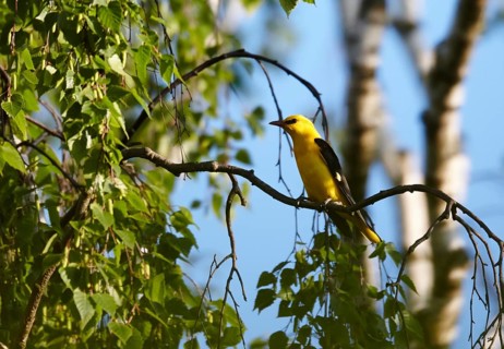 Eurasian Golden Oriole (Oriolus oriolus) male, Mecklenburg-Western Pomerania, Germany
