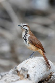 Spotted Palm Thrush (Cichladusa guttata), Lake Baringo, Kenya