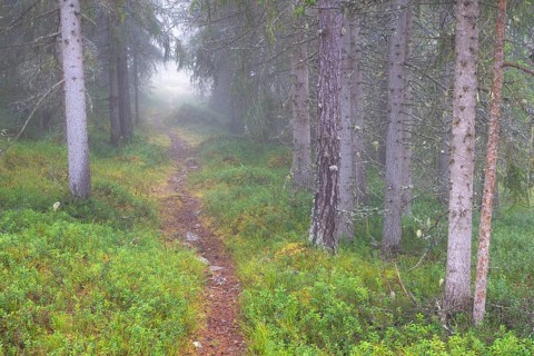 Path in foggy spruce forest, Alvdal, Hedmark, Innlandet, Norway, November 2025