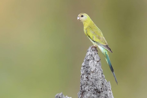 Golden-shouldered Parrot (Psephotellus chrysopterygius) female, Queensland, Australia