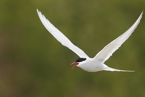 Arctic Tern (Sterna paradisaea) calling in flight, Iceland