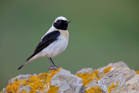 Balkansteinschmätzer, Mittelmeer-Steinschmätzer Unterart melanoleuca, Eastern Black-eared Wheatear,