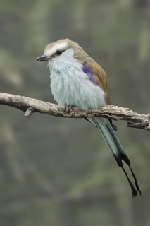 Racket-tailed Roller (Coracias spatulatus), California, USA