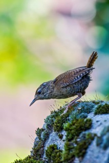 Eurasian Wren (Troglodytes troglodytes), Bavaria, Germany