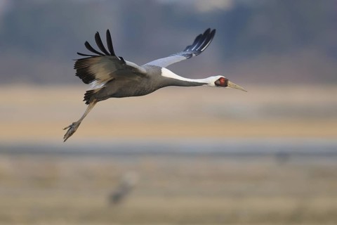 White-naped Crane (Antigone vipio) flying, Arasaki, Japan
