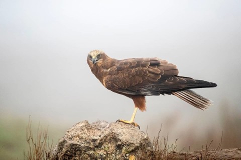 Western Marsh Harrier (Circus aeruginosus) female, Castile-La Mancha, Spain
