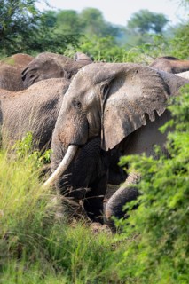 African elephant (Loxodonta africana), group in tall grass, Murchison Falls National Park, Uganda