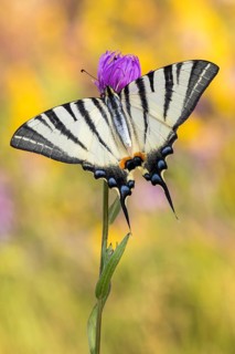 Der Segelfalter (Iphiclides podalirius) mit geöffneten Flügel von der Oberseite