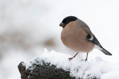 Eurasian Bullfinch (Pyrrhula pyrrhula) female perched on snow, Lower Saxony, Germany